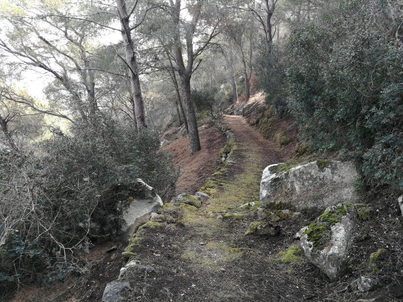 La festa delle fragole